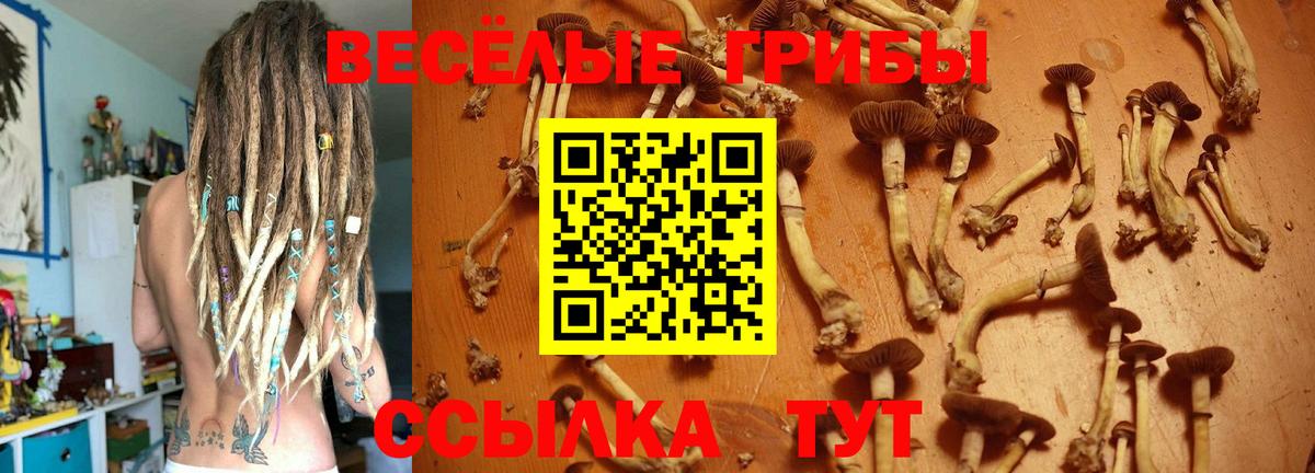 Можайск  Псилоцибиновые грибы прущие грибы  Вход с VPN 